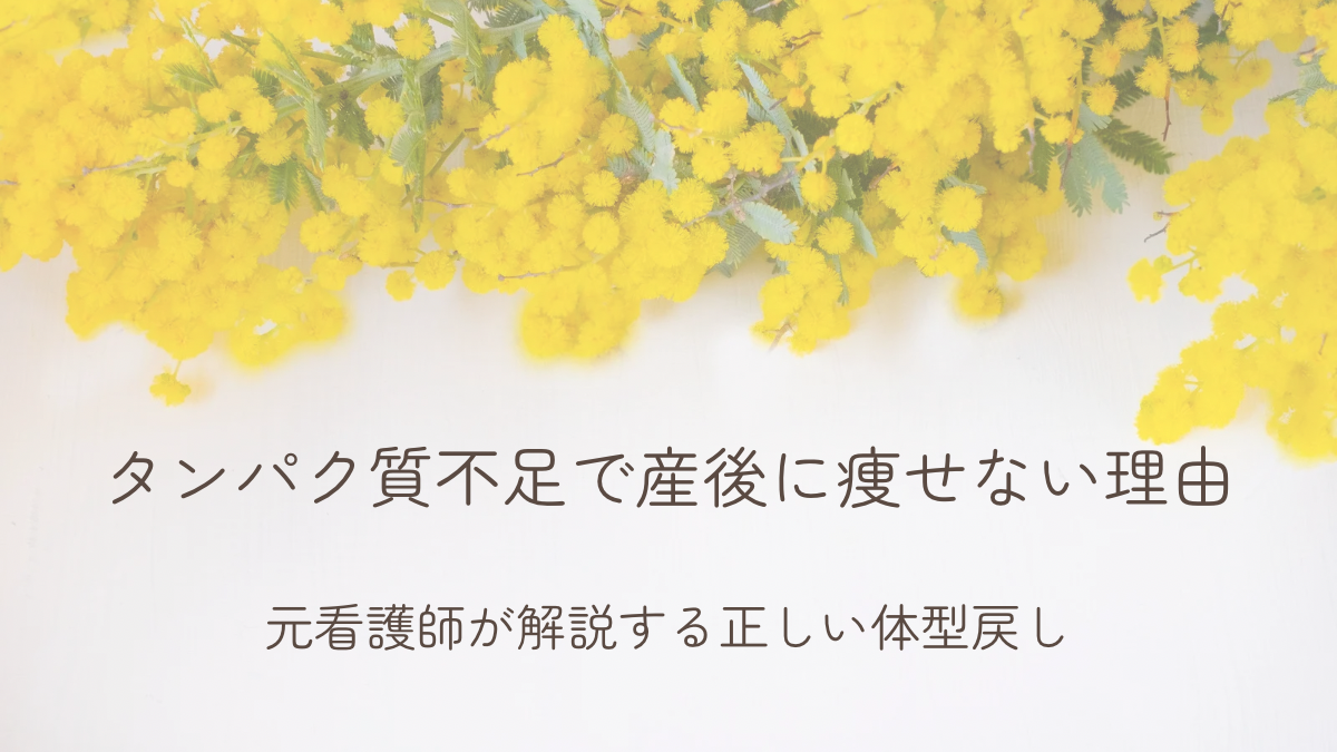 タンパク質不足で産後に痩せない理由を解説する記事のアイキャッチ画像（白背景とミモザ）