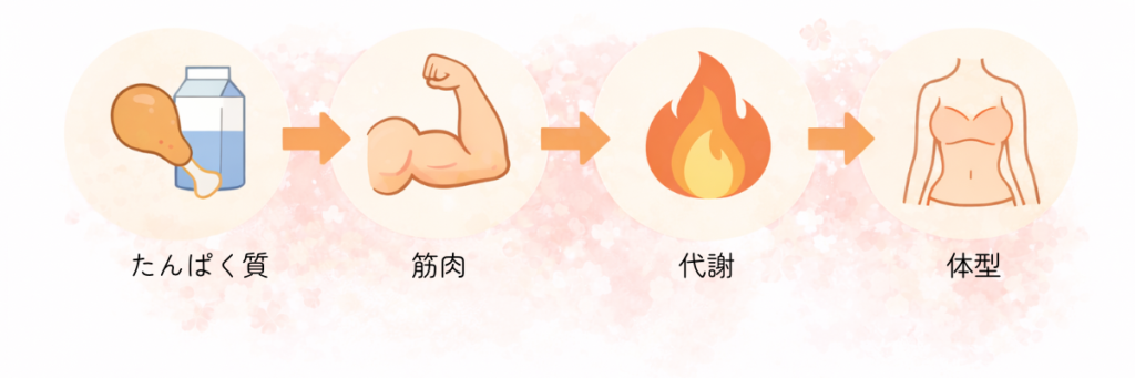 たんぱく質→筋肉→代謝→体型のつながりを示したインフォグラフィック｜産後のたんぱく質補給が体型戻しにつながる仕組み